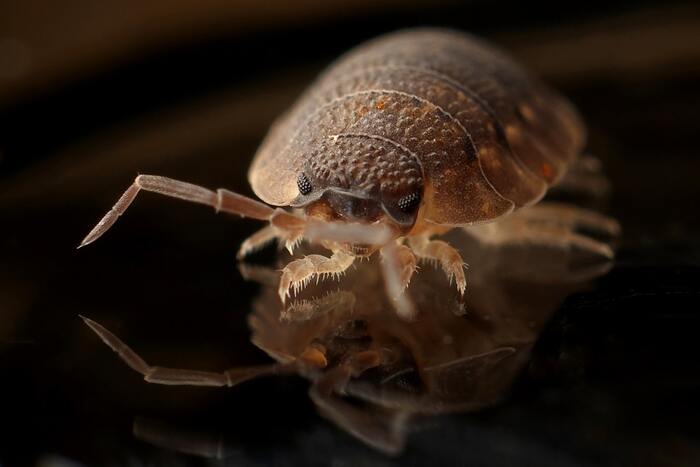 bed bugs can be killed using sauna heat